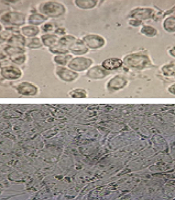 Gene Cell Tissue